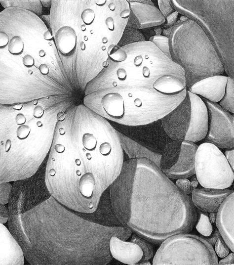 Graphite pencil rendering of a flower over a bed of rocks. I used a few ...