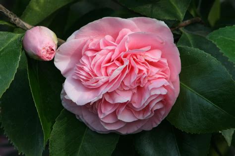 Favorite Camellia Picks | HGTV