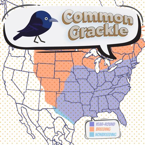 Common Grackle - Bird Watching Academy