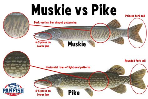 Muskie vs Pike: 3 Easy Ways To Tell The Difference • Panfish Nation