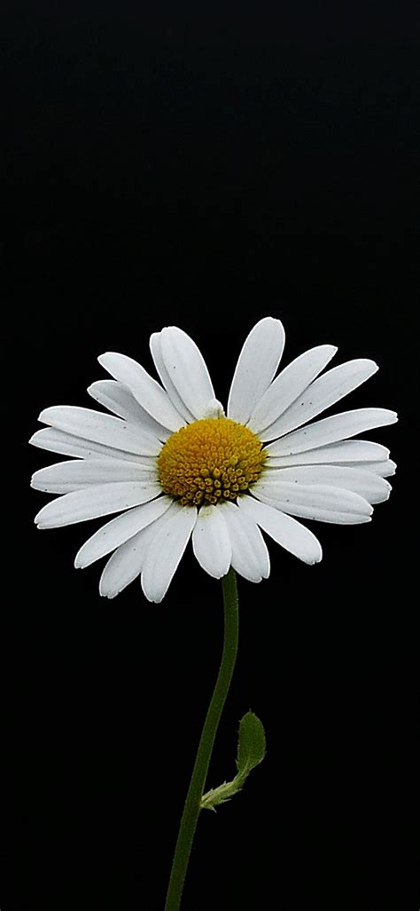 Portrait, White Flower, Minimal, Daisy, Wallpaper - Daisy Wallpaper Iphone Hd (#2047739) - HD ...