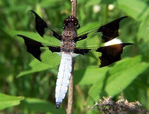 entomology - Dragonfly Identification - Biology Stack Exchange