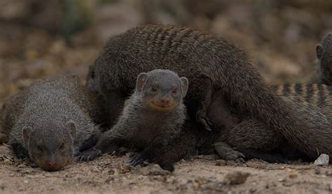 Banded mongoose facts, distribution & population | BioDB