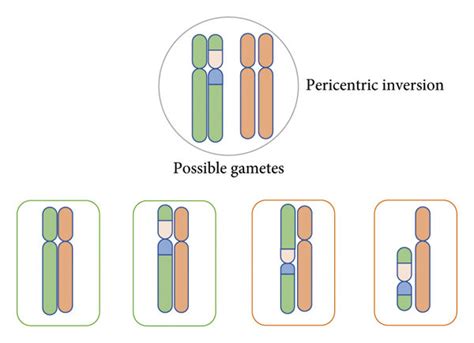 Chromosomal inversions: two breaks in the same chromosome, causing the ...