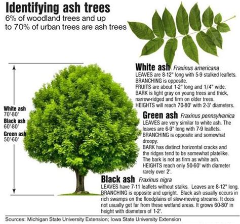 ash tree identification uk - Alphonse Clifford