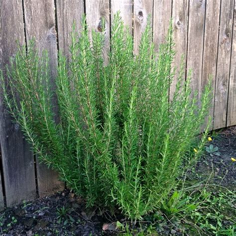 How to Grow Rosemary | Rosemary plant, Growing rosemary, Mosquito plants