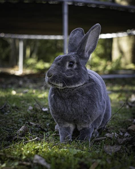 Black Otter Rex Rabbit - Every Bunny Welcome