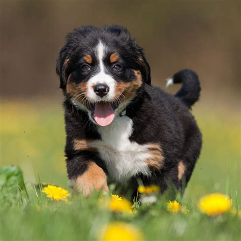 #1 | Bernese Mountain Dog Puppies For Sale By Uptown Puppies