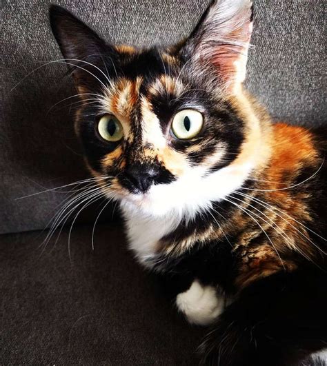 Tortoiseshell Cat Facts and Pictures