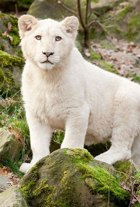 White Lion Cubs Wallpapers - Top Free White Lion Cubs Backgrounds ...