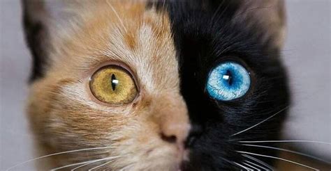 16 Gorgeous Chimera Animals (Photos)