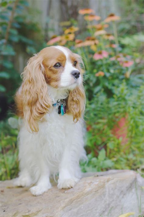 Blenheim Cavalier King Charles Spaniel by Leanne Newman | King spaniel, King charles cavalier ...