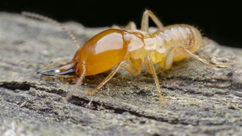 Termites 101: A Complete Guide to the Different Types of Termites