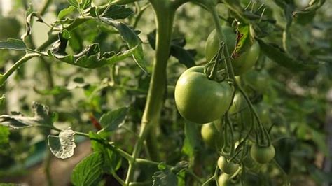 Fetus Tomato Plant Greenhouse Immature Tomatoes Stock Footage Video ...