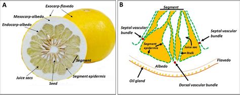 Frontiers | Primary Metabolism in Citrus Fruit as Affected by Its Unique Structure