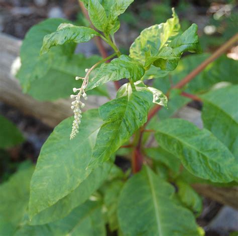 Pokeweed | Weed identification guide for Ontario crops | ontario.ca