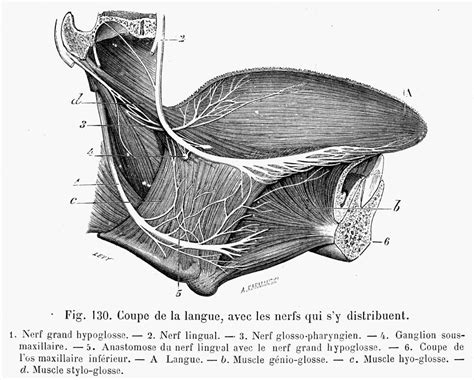 Human Tongue And Nerves. /Nnerves Distributed Within The Tongue. Line ...