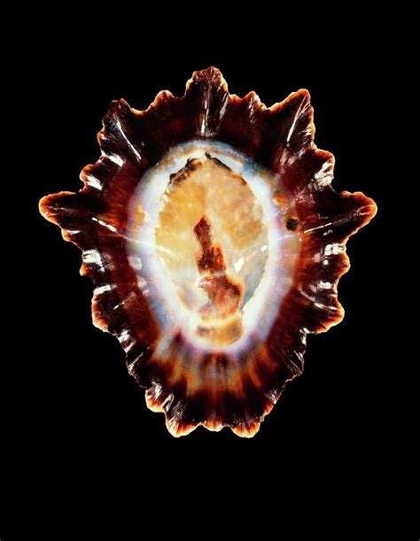 Limpet Shell Photograph by Gilles Mermet - Fine Art America