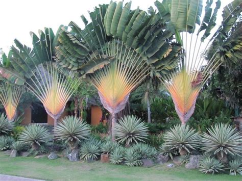 jardim com ravenala madagascariensis - árvore do viajante. | Trees to ...