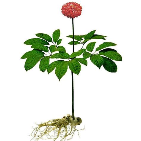 Traditional Chinese Medicine Herbs Panax Notoginseng Root And Stem - Buy Panax Notoginseng ...