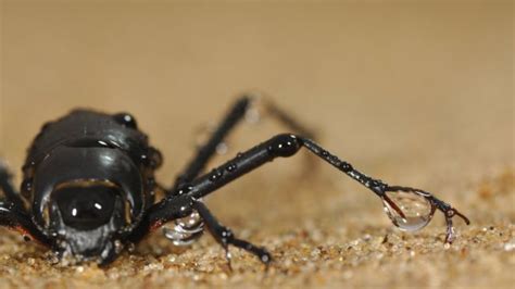 Namib beetle inspires science - Africa Geographic