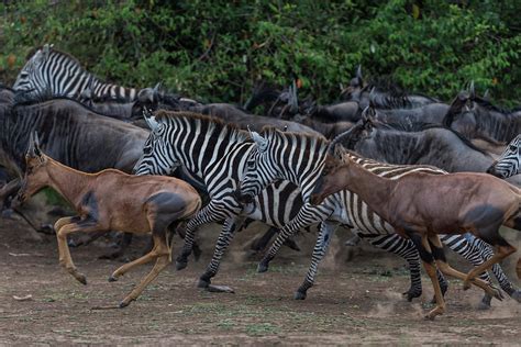 Topis, Zebras And Wildebeest Running by Manoj Shah