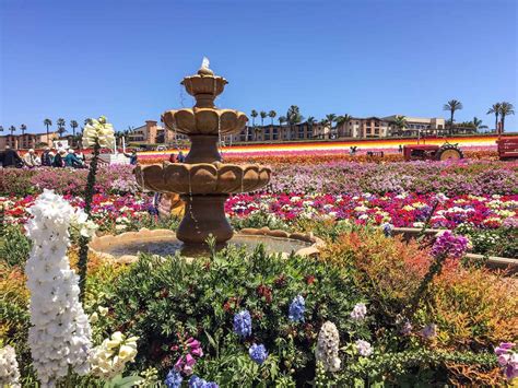 The Flower Fields In Carlsbad: The Ultimate Guide - Traveling Ness