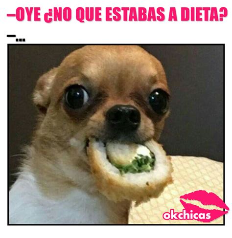 Meme okchicas de perritos Cute Animal Memes, Cute Animal Photos, Cute Memes, Funny Animal ...