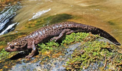 Idaho Giant Salamander - Reptiles Magazine