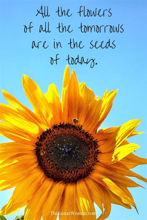 Sunflower Funny Quotes - ShortQuotes.cc