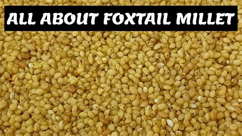 All About Foxtail Millet | Health Benefits of Foxtail Millet (Hindi & English)) | Millet ...