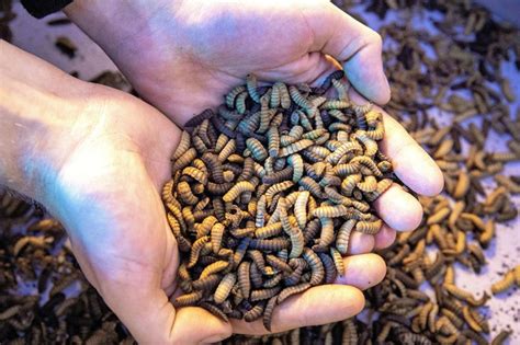 The path to a half million metric tons of insect protein - All About Feed