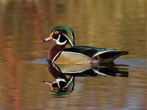 Wood Duck Facts – Wood Duck Habitat & Diet