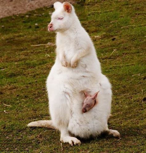 Animals – theCHIVE | Albino animals, Rare albino animals, Rare animals