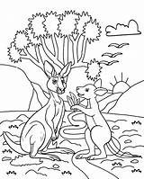 Kangaroo coloring Page 09 sketch template