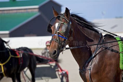 Harness Racing Equipment stock image. Image of wall, barn - 25278991