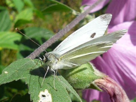 Large/Cabbage White (Pieris brassicae) Butterfly Life Cycle | Flickr