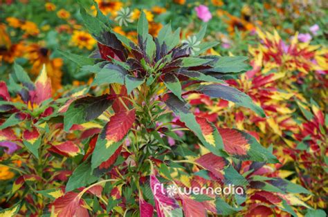 Amaranthus Tricolor Edible Amaranth Tampala Joseph's Coat 50 Seeds ...