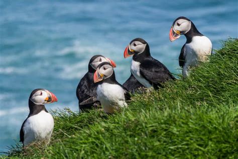 Wildlife and Animals in Iceland: Puffins and More | I am Reykjavik