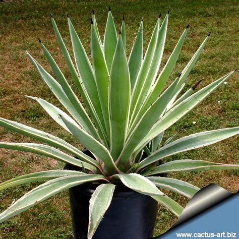 Agave angustifolia marginata (variegata)