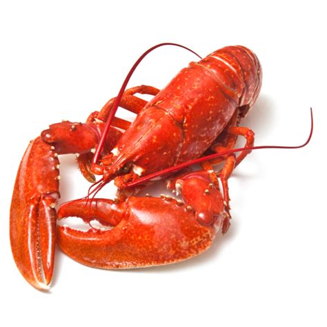 A Brief Overview Of Crustaceans - Costas Inn