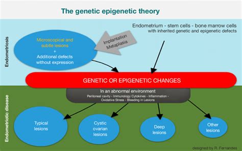 The genetic epigenetic theory [reprinted with permission (33)]: a set ...