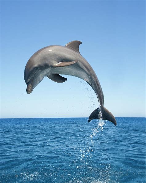 Bottle Nosed Dolphin Jumping by Mike Hill