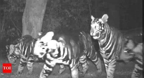 Melanistic Tiger Cubs: Rare sighting: Three melanistic tiger cubs in ...