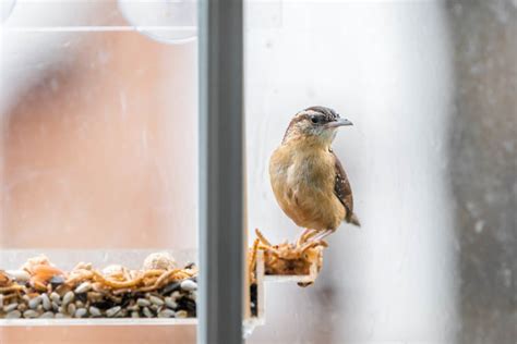 How To Safely Feed Mealworms To Birds | Sunshine State Worms