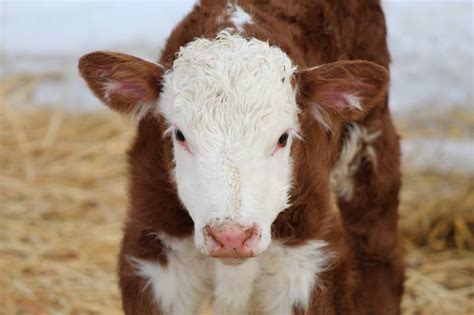 Horned hereford bull calf March 2019 | KT Ranch