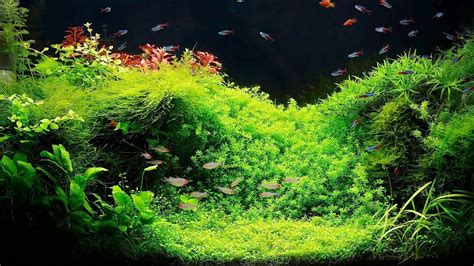 Setting Up a Fish Tank with Live Plants | Aquarium Care - YouTube