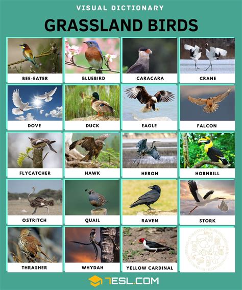 List of Grassland Animals in English with Pictures • 7ESL | List of animals, Grassland, Animals ...