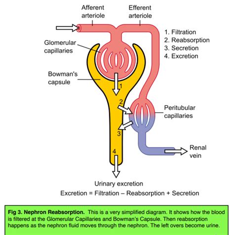 Osmoregulation & The Kidney - The Kidneys and Excretion (GCSE Biology) - Study Mind