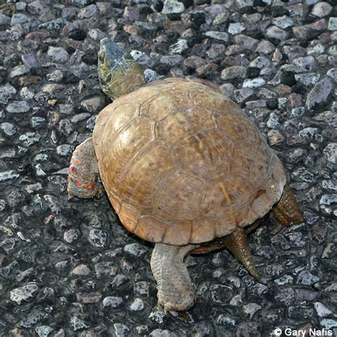 Desert Box Turtle - Terrapene ornata luetola